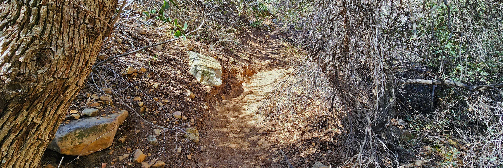 Brush Thickens to Form Narrow Tunnels. In Other Canyons Only Brush, No Tunnels! | Ice Box Canyon | Red Rock Canyon NCA, Nevada | Las Vegas Area Trails | David Smith