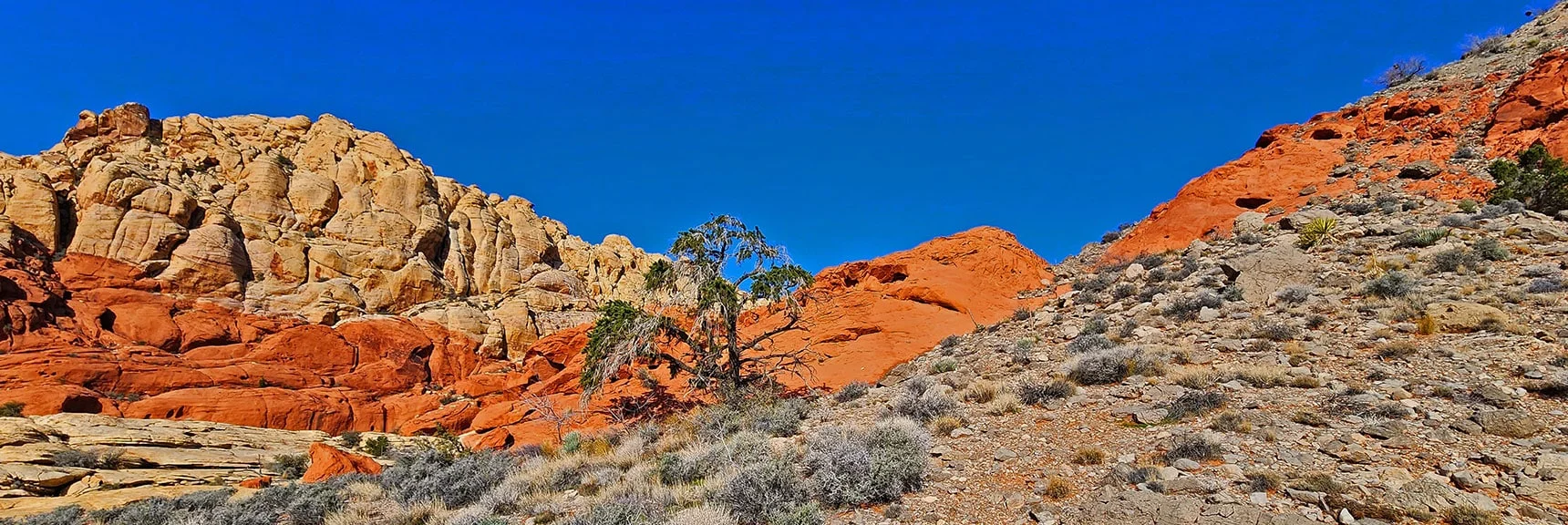 Varied Landscape Dotted with Bonsai-Like Pine Trees. | Ash Canyon to Calico Tanks | Calico Basin and Red Rock Canyon, Nevada | David Smith | Las Vegas Area Trails