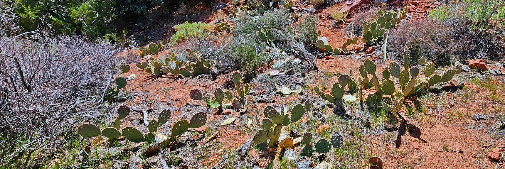 Field of Beavertail Cacti at Base of Northern High Point Bluff | SMYC Trail | Red Rock Canyon National Conservation Area, Nevada | David Smith | LasVegasAreaTrails.com
