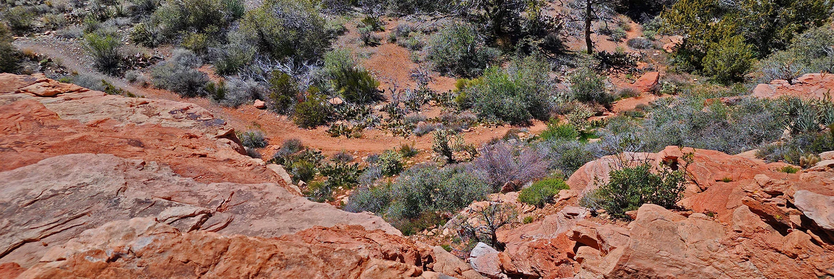 View from Point to Trail on Its Western Base. Note Lusher, Greener Environment | SMYC Trail | Red Rock Canyon National Conservation Area, Nevada | David Smith | LasVegasAreaTrails.com