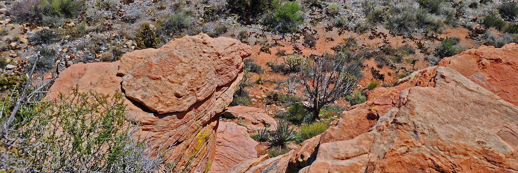 View From Point To Its Eastern Base. Note Beavertail Cacti and Dry Wash | SMYC Trail | Red Rock Canyon National Conservation Area, Nevada | David Smith | LasVegasAreaTrails.com