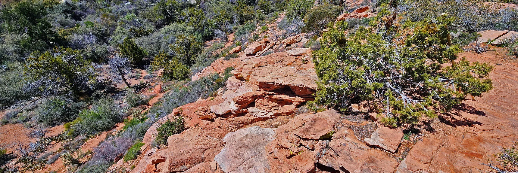 Lonely Bonsai-Like Pine on the Red Rock Bluff | SMYC Trail | Red Rock Canyon National Conservation Area, Nevada | David Smith | LasVegasAreaTrails.com