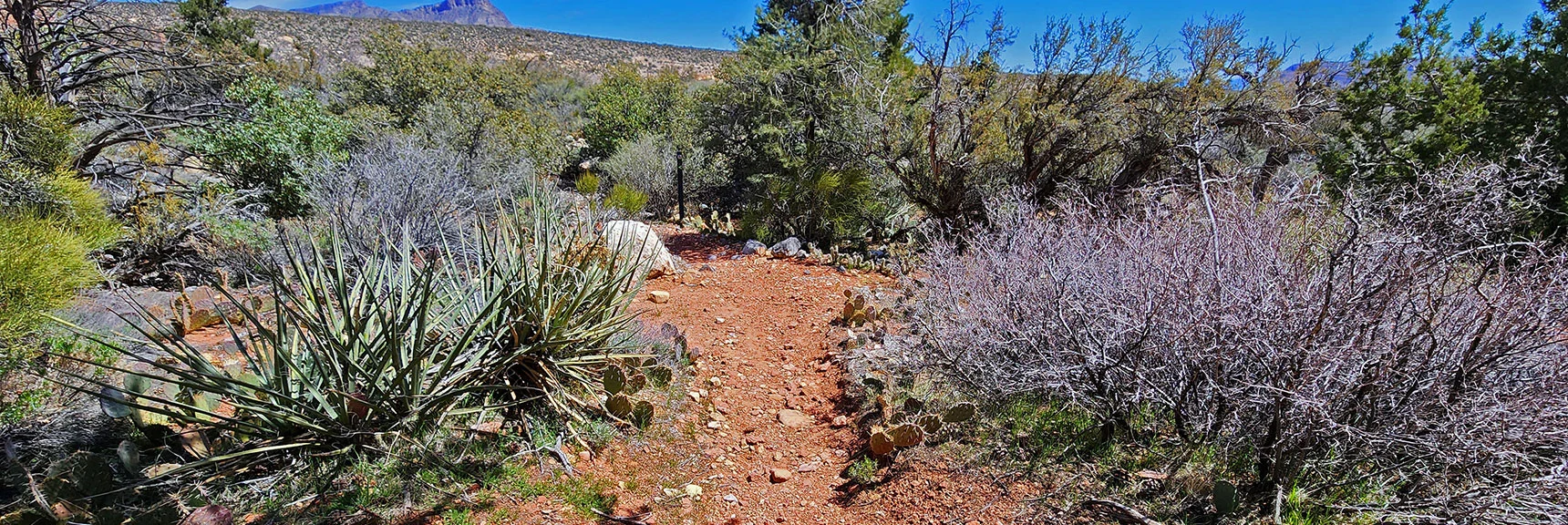 Descending to Yucca, Pine, Juniper and Beavertail Cacti Territory. | SMYC Trail | Red Rock Canyon National Conservation Area, Nevada | David Smith | LasVegasAreaTrails.com