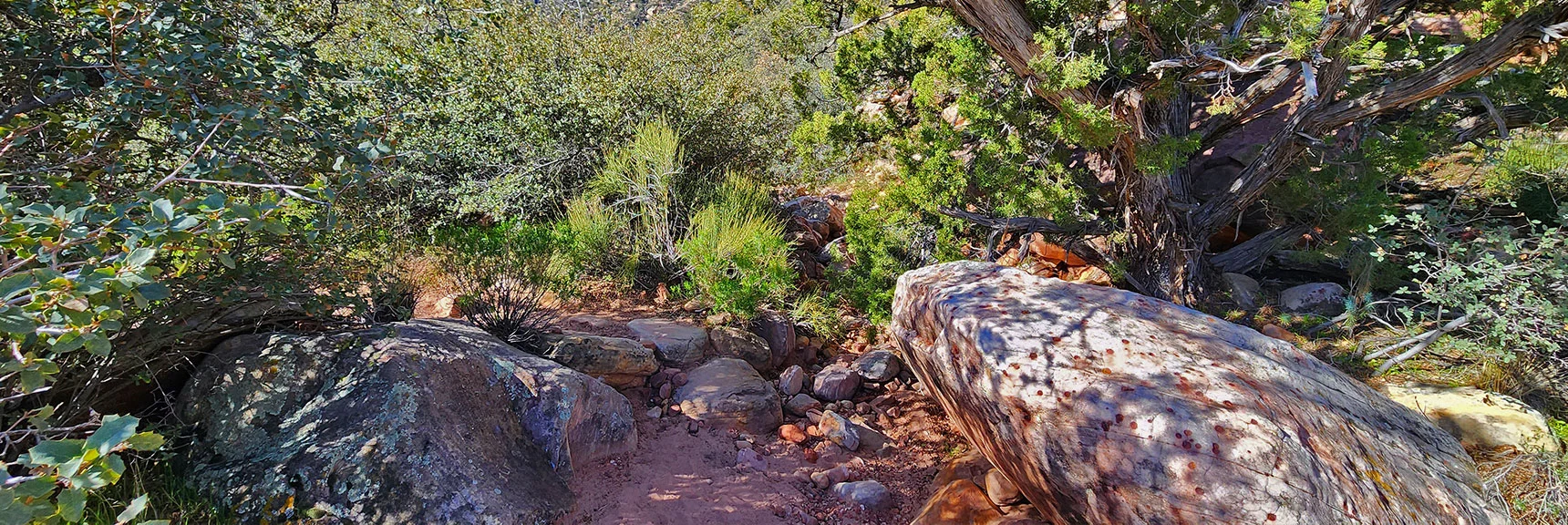View Up Juniper Canyon Through Boulders and Brush. Gets Much Thicker Ahead | Arnight Trail | Red Rock Canyon, Nevada | David Smith | LasVegasAreaTrails.com