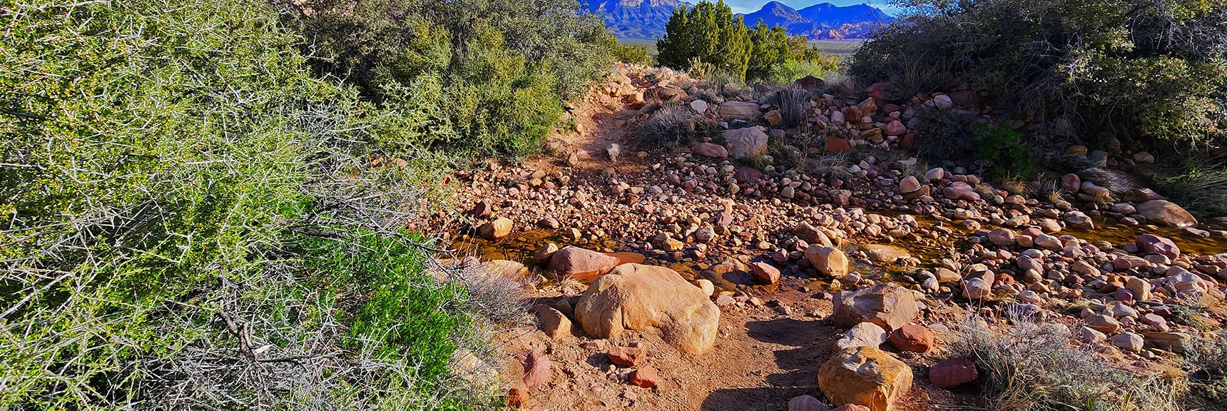 Creek Crossing on The Arnight Trail, 2nd Week in April. | Arnight Trail | Red Rock Canyon, Nevada | David Smith | LasVegasAreaTrails.com