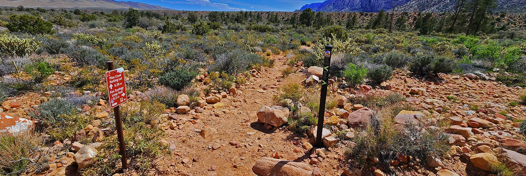 Entrance to The Fire Ecology Trail from Pine Creek Canyon Trail About 1/4th Mile from That Trailhead | Fire Ecology Trail | Pine Creek Canyon | Red Rock Canyon NCA, Nevada | David Smith | LasVegasAreaTrails.com