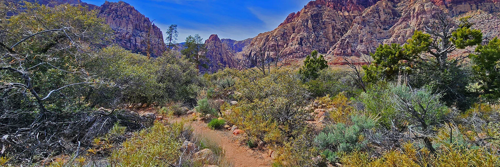 View Up Beautiful Pine Creek Canyon from The Fire Ecology Trail | Fire Ecology Trail | Pine Creek Canyon | Red Rock Canyon NCA, Nevada | David Smith | LasVegasAreaTrails.com