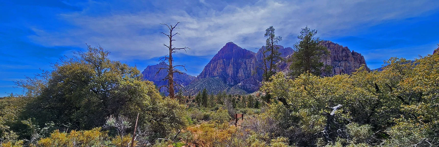 Brush In These Canyons Grows into Thick, Tall, Impenetrable Walls, Then Dries in Summer Heat | Fire Ecology Trail | Pine Creek Canyon | Red Rock Canyon NCA, Nevada | David Smith | LasVegasAreaTrails.com
