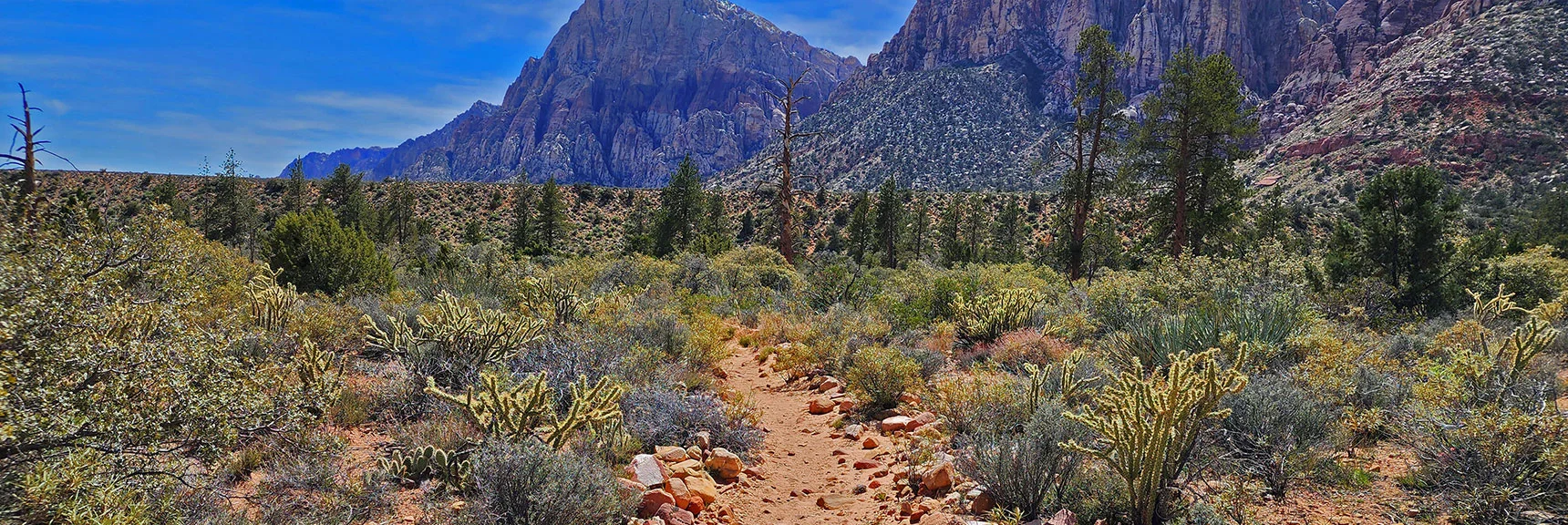 Approaching the Strip of Pine Trees and Vegetation Lining Pine Creek | Fire Ecology Trail | Pine Creek Canyon | Red Rock Canyon NCA, Nevada | David Smith | LasVegasAreaTrails.com