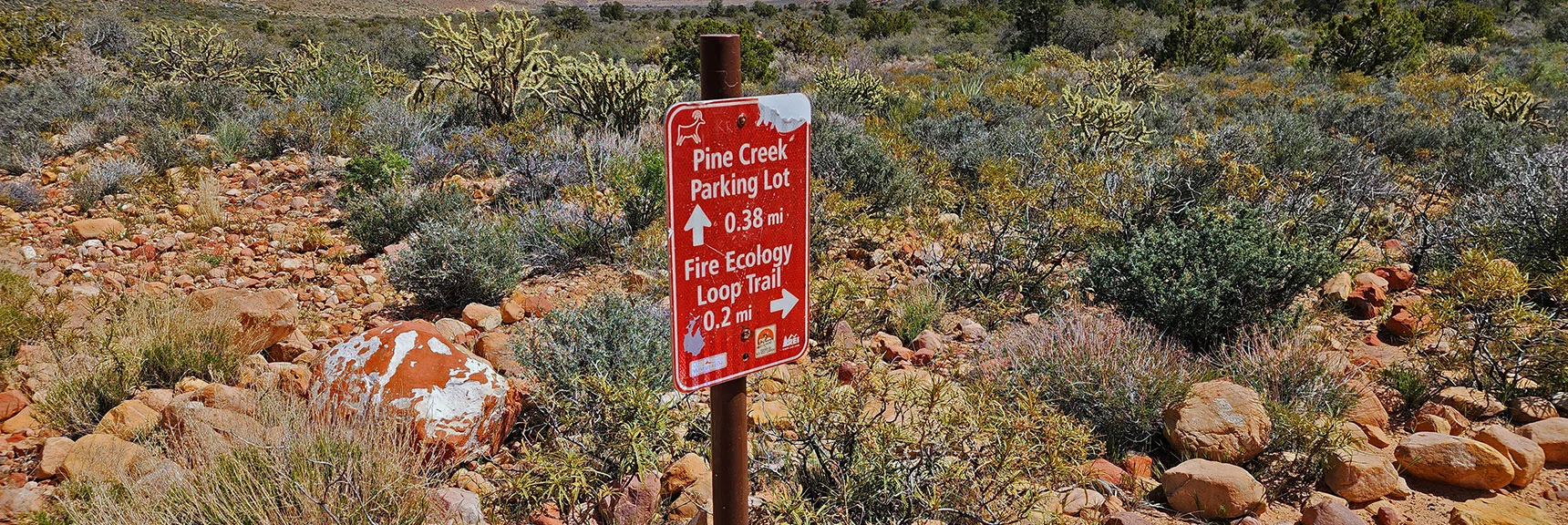 This is a Very Short, Compact Educational Trail with Picnic Areas Along Pine Creek | Fire Ecology Trail | Pine Creek Canyon | Red Rock Canyon NCA, Nevada | David Smith | LasVegasAreaTrails.com
