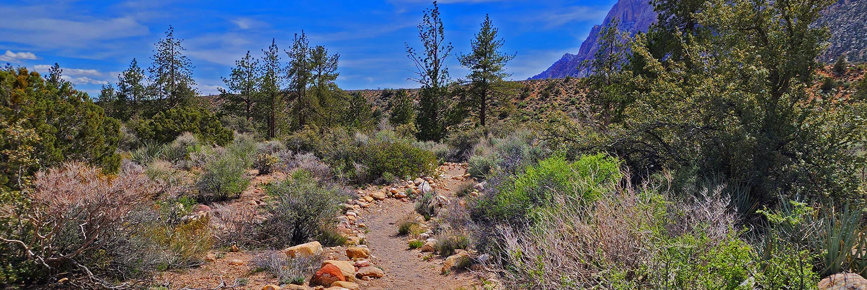 The Volume of Dry Brush in the Canyons Creates a Fire Hazard That Could Destroy the Pine Forest | Fire Ecology Trail | Pine Creek Canyon | Red Rock Canyon NCA, Nevada | David Smith | LasVegasAreaTrails.com