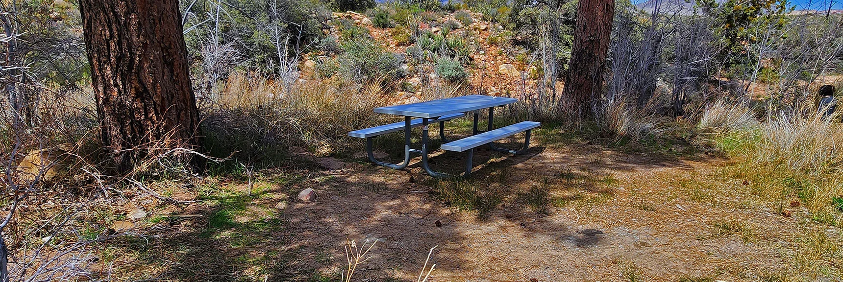 Dry Place for a Picnic, But Pine Trees Create Welcome Shade by Pine Creek | Fire Ecology Trail | Pine Creek Canyon | Red Rock Canyon NCA, Nevada | David Smith | LasVegasAreaTrails.com
