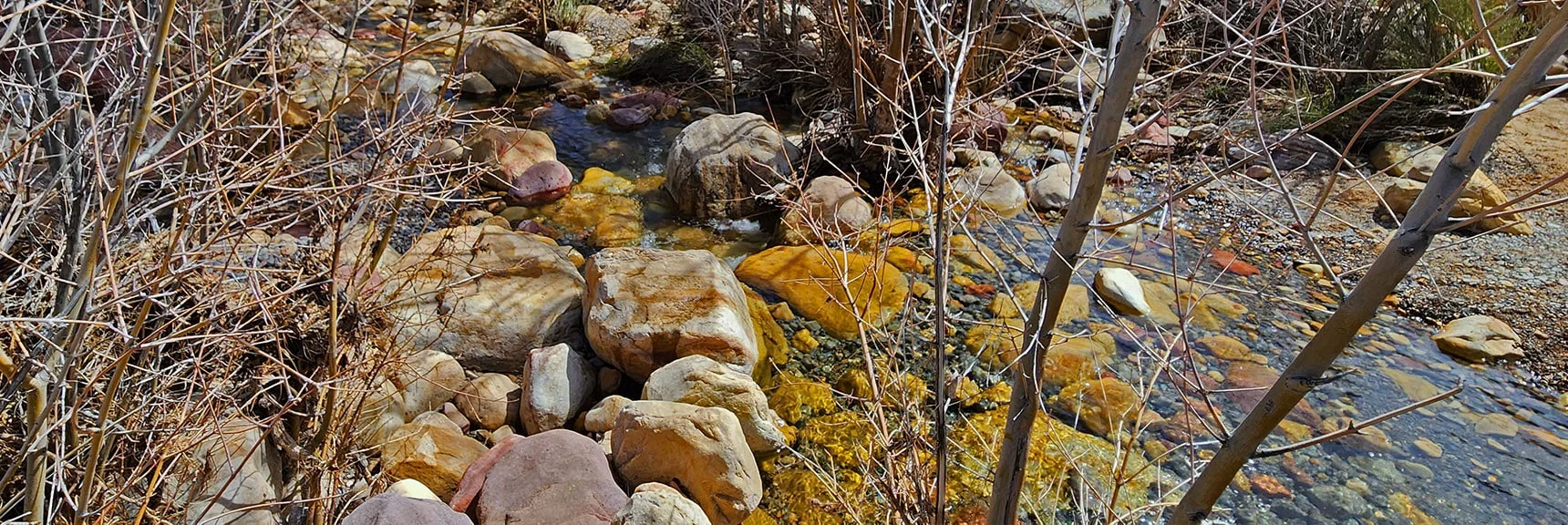 This is High Water for Pine Creek. 2nd Week of April After a Wet, Snowy Mountain Winter | Fire Ecology Trail | Pine Creek Canyon | Red Rock Canyon NCA, Nevada | David Smith | LasVegasAreaTrails.com