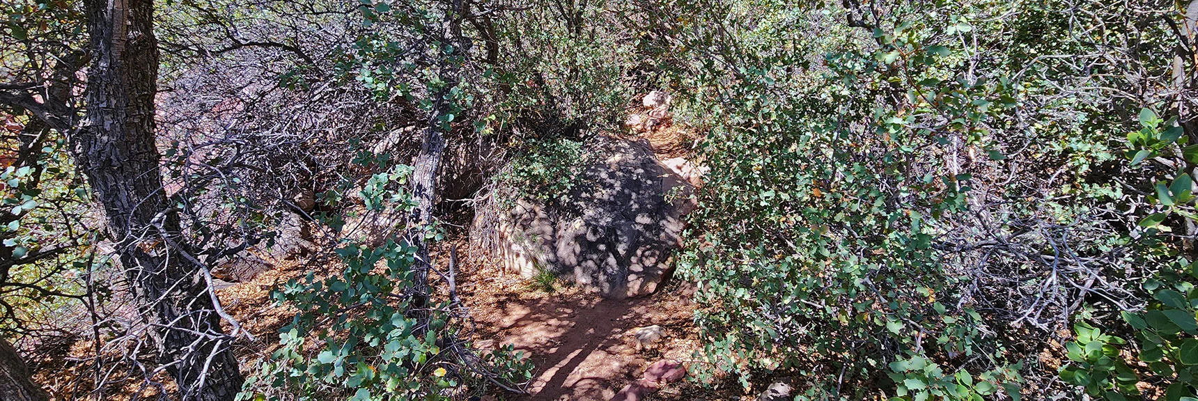 Passing Through Brush. Popular Route Kept Reasonably Clear Due to High Use. | Juniper Canyon | Red Rock Canyon National Conservation Area, Nevada | David Smith | LasVegasAreaTrails.com