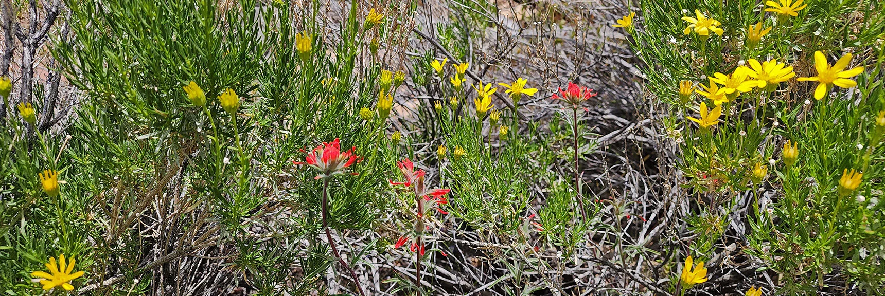Mojave Goldenbrush, Desert Paintbrush & Bastard toadflax (Comandra umbellata) : Annual Mojave Desert Wildflowers | Juniper Canyon | Red Rock Canyon National Conservation Area, Nevada | David Smith | LasVegasAreaTrails.com