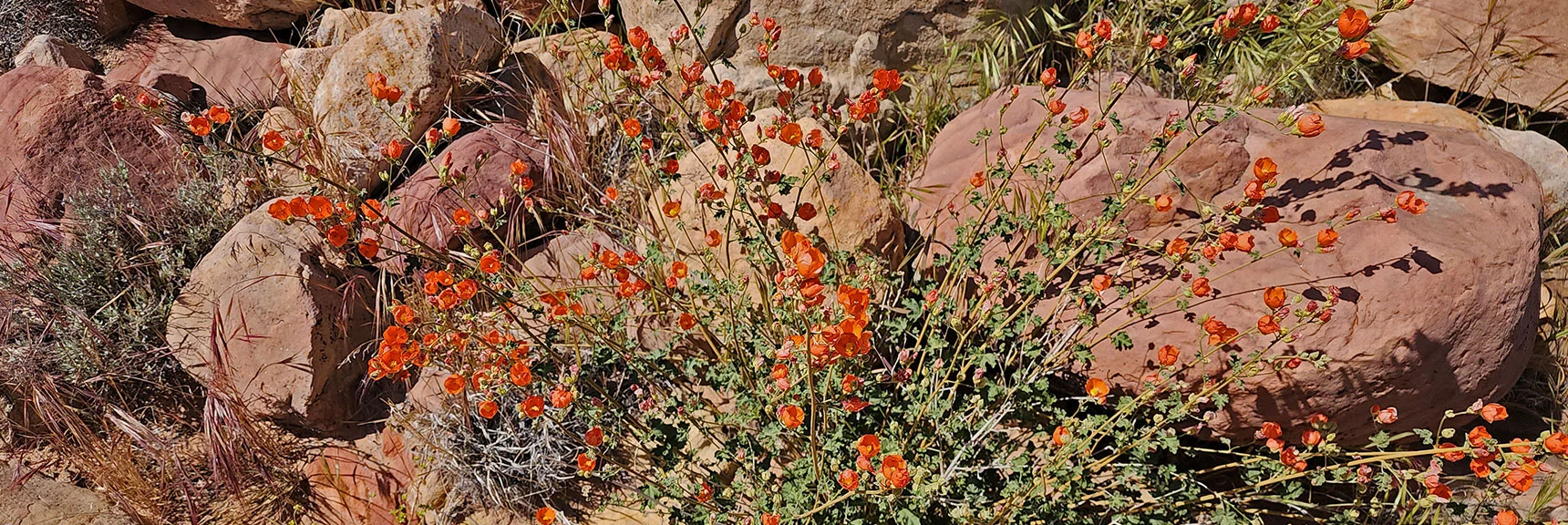 California Poppy | Juniper Canyon | Red Rock Canyon NCA, Nevada