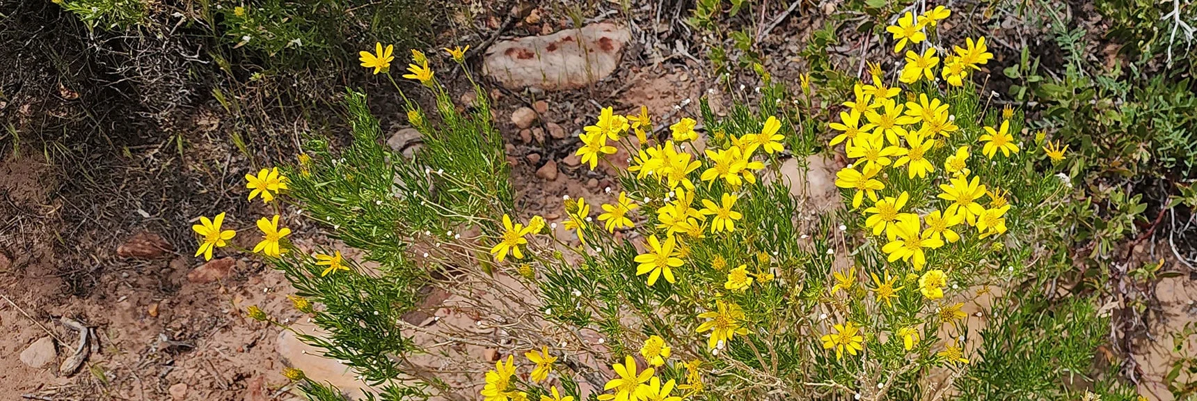 Mojave Goldenbrush & Bastard toadflax (Comandra umbellata) : Annual Mojave Desert Wildflowers | Juniper Canyon | Red Rock Canyon National Conservation Area, Nevada | David Smith | LasVegasAreaTrails.com