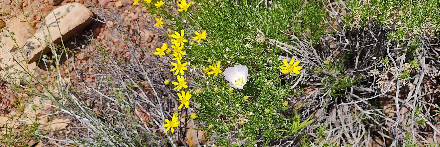 Mojave Goldenbrush, Straggling Mariposa Lily & Bastard Toadflax (Comandra umbellata) : Annual Mojave Desert Wildflowers | Juniper Canyon | Red Rock Canyon National Conservation Area, Nevada | David Smith | LasVegasAreaTrails.com