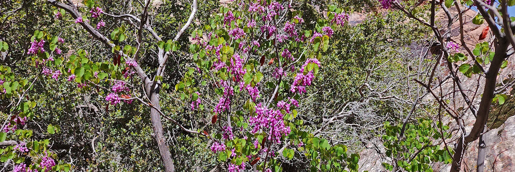 Western Red Bud | Juniper Canyon | Red Rock Canyon NCA, Nevada