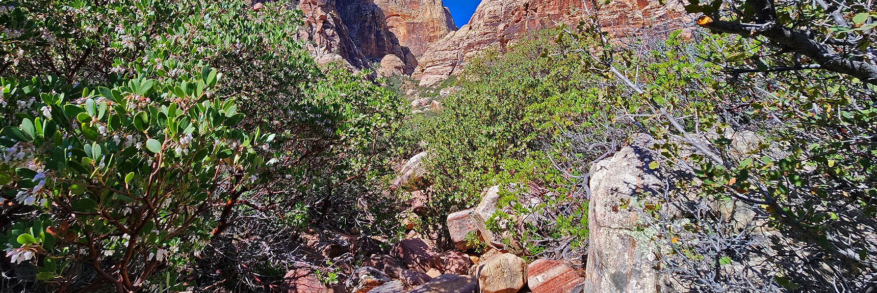 Near Opening, Descend to Brush and Boulders in Canyon. | Juniper Canyon. Cairns Continue. | Red Rock Canyon National Conservation Area, Nevada | David Smith | LasVegasAreaTrails.com