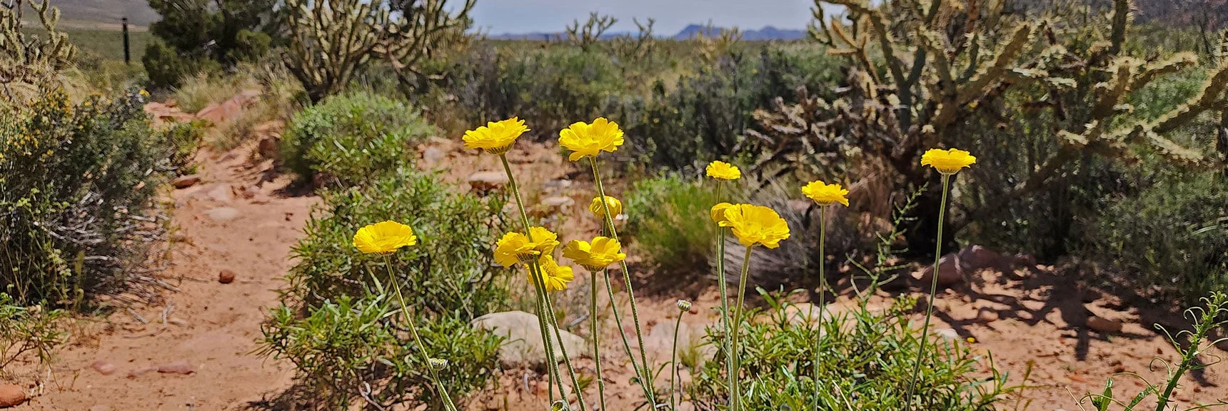 Desert Marigold (Baileya multiradiata) : Annual Mojave Desert Wildflowers | Juniper Canyon | Red Rock Canyon National Conservation Area, Nevada | David Smith | LasVegasAreaTrails.com