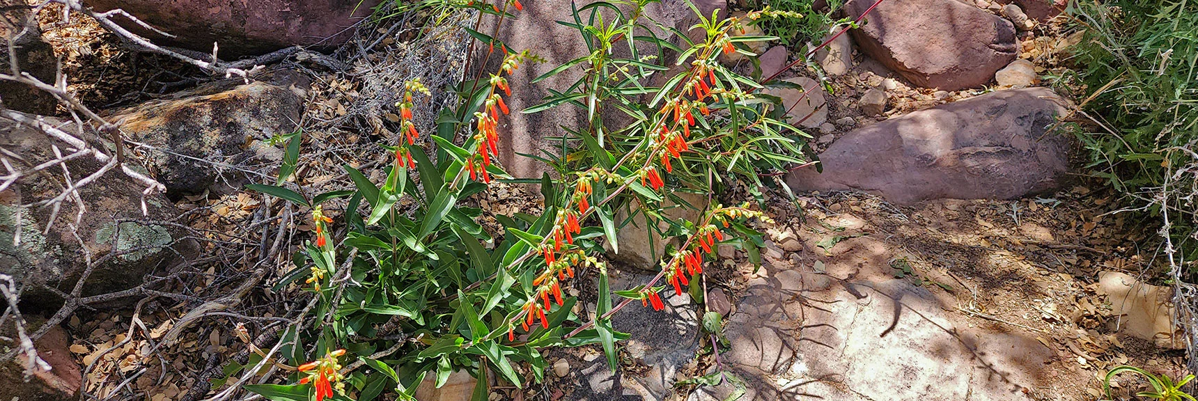 Penstemon | Juniper Canyon | Red Rock Canyon NCA, Nevada