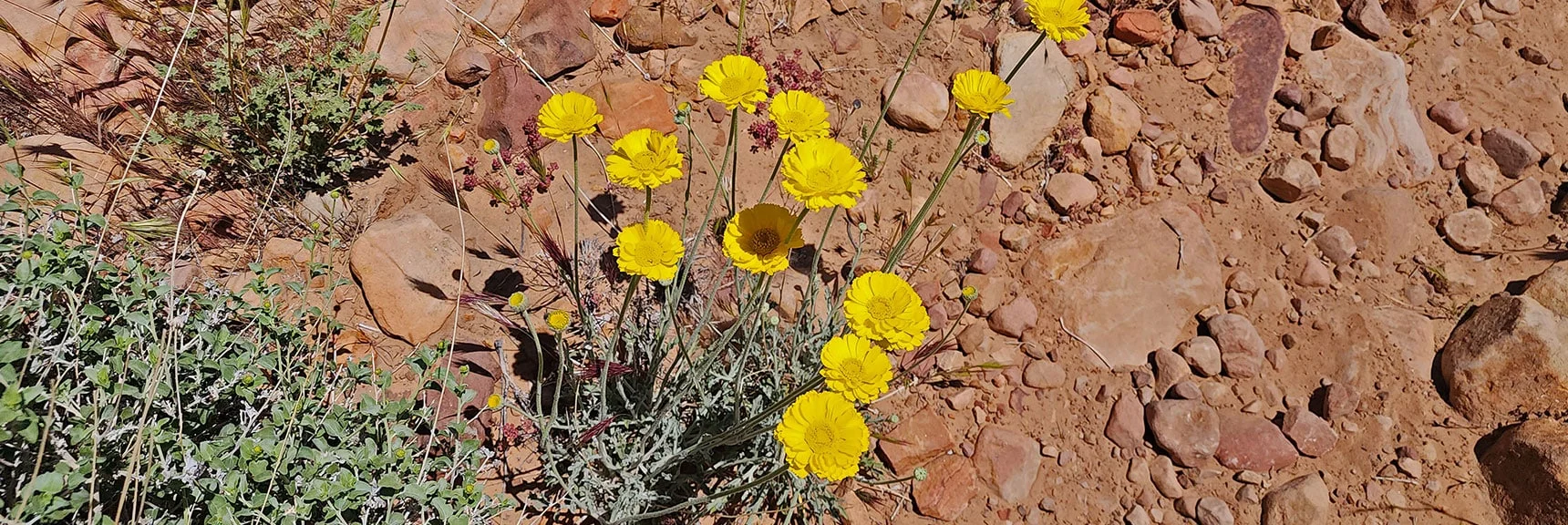 Desert Marigold (Baileya multiradiata) : Annual Mojave Desert Wildflowers | Juniper Canyon | Red Rock Canyon National Conservation Area, Nevada | David Smith | LasVegasAreaTrails.com