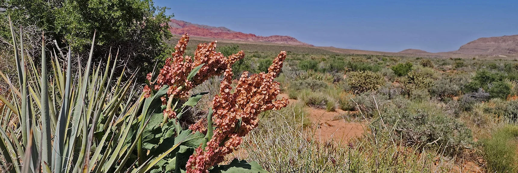 Wild Rhubarb | Juniper Canyon | Red Rock Canyon NCA, Nevada