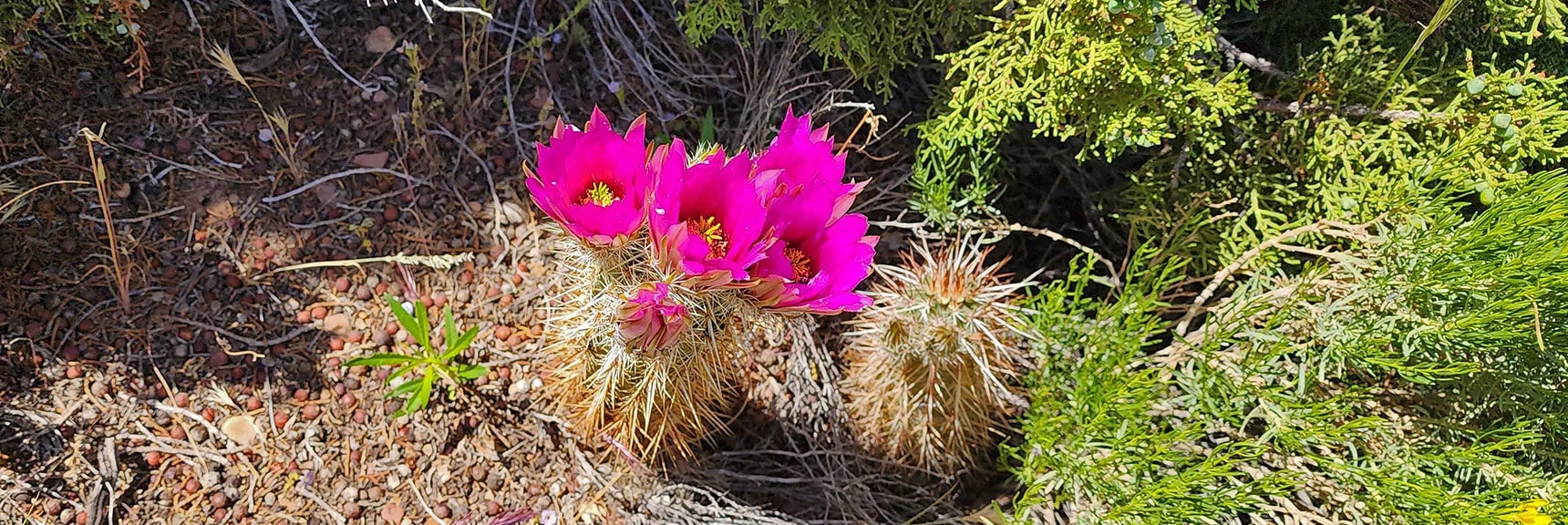 Strawberry Hedgehog Cactus | Juniper Canyon | Red Rock Canyon NCA, Nevada