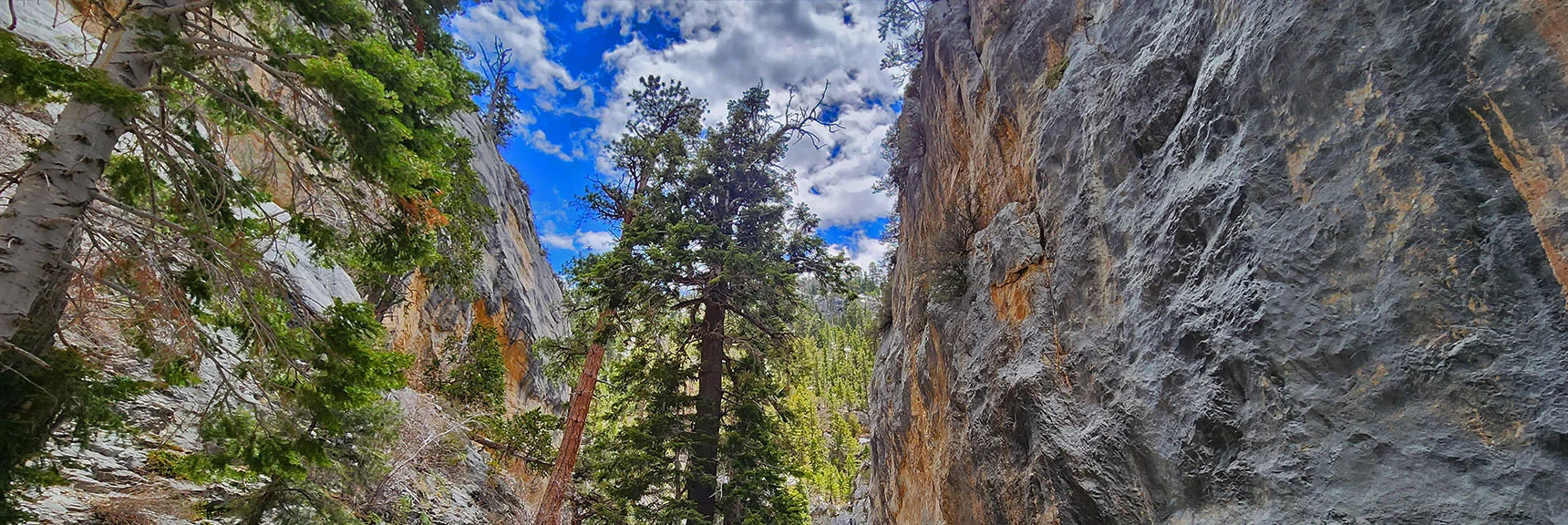 Fletcher Canyon Trails Overview | Mt Charleston Wilderness | Spring Mountains, Nevada