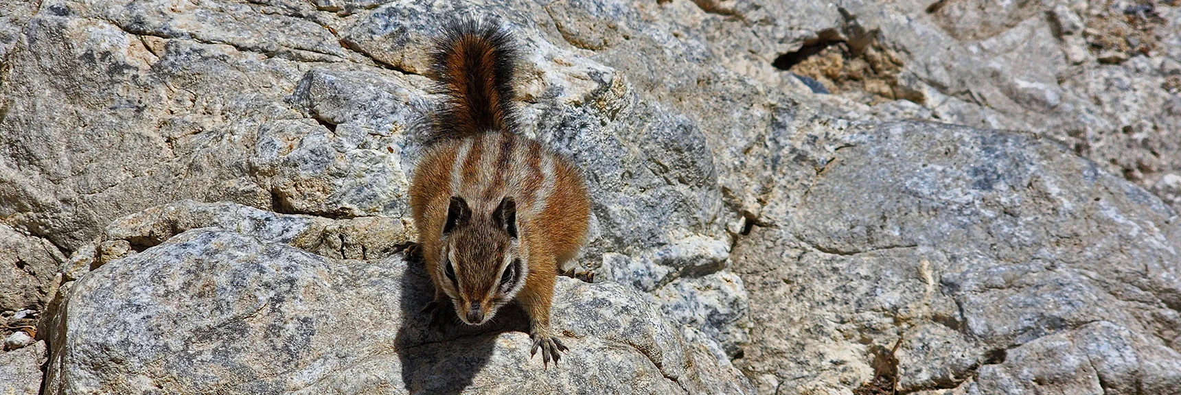 Charleston Chipmunk, Found Only in The Spring Mountains | Mary Jane Falls | Mt. Charleston Wilderness | Spring Mountains, Nevada