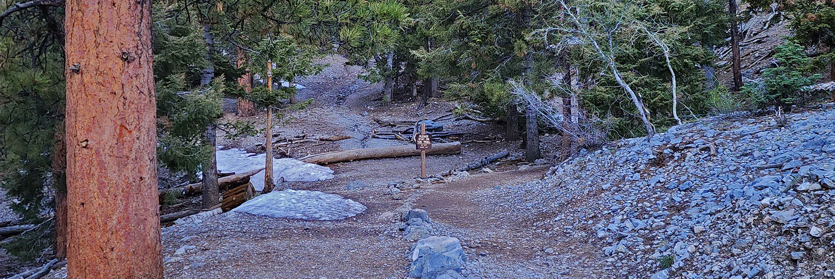 Turn Right Up Switchbacks Unless You're Going to Big Falls | Mary Jane Falls | Mt. Charleston Wilderness | Spring Mountains, Nevada