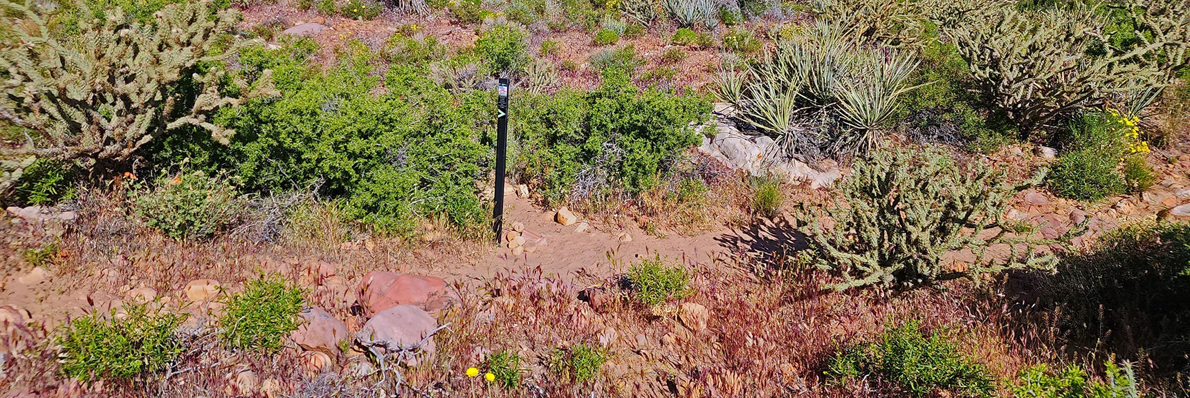 3rd Stage: Turn Left Off Arnight Trail, Begin Ascending Juniper Canyon | Juniper Peak Summit | Rainbow Mountain Wilderness, Nevada | David Smith, LasVegasAreaTrails.com