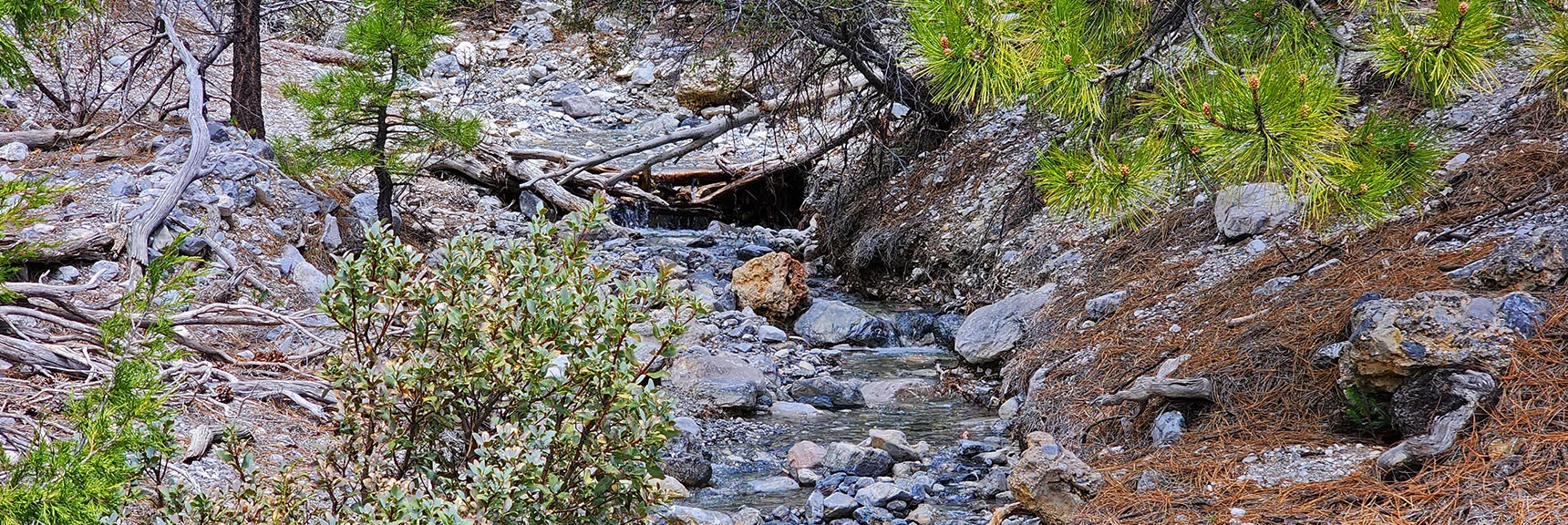 Always Beside a Creek Through the Length of Fletcher Canyon | Fletcher Canyon Trail | Mt Charleston Wilderness | Spring Mountains, Nevada