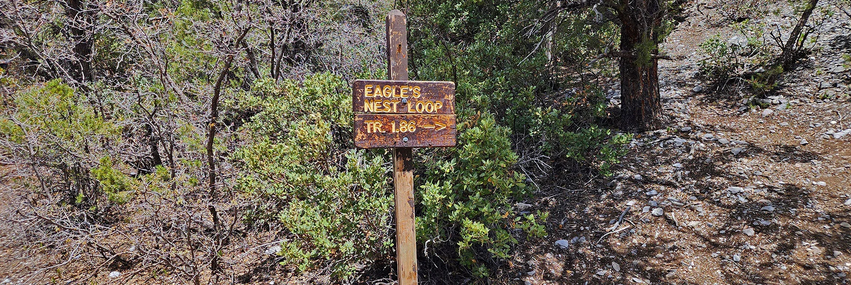 Right Turn for Eagle's Nest Loop, Left Turn for Fletcher Canyon | Fletcher Canyon Trail | Mt Charleston Wilderness | Spring Mountains, Nevada