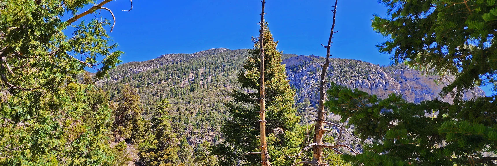 Above Cliffs, Incline on Fletcher Peak Summit Approach Appears to Decrease | Fletcher Canyon / Fletcher Peak / Cockscomb Ridge Circuit | Mt. Charleston Wilderness | Spring Mountains, Nevada