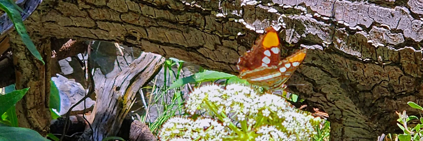 Rare Acastus Butterfly Found in the Spring Mountains and Nowhere Else on Earth! | Fletcher Canyon / Fletcher Peak / Cockscomb Ridge Circuit | Mt. Charleston Wilderness | Spring Mountains, Nevada