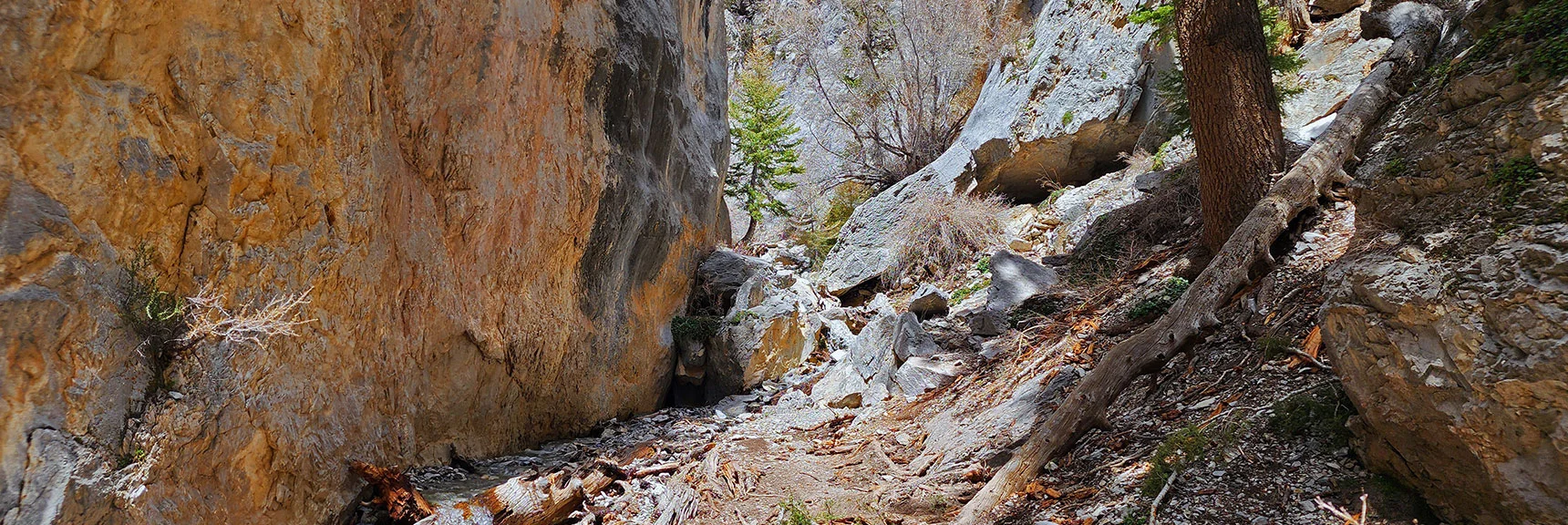 Fletcher Creek Flowing Through This Narrow Canyon Opening | Fletcher Canyon Trail | Mt Charleston Wilderness | Spring Mountains, Nevada