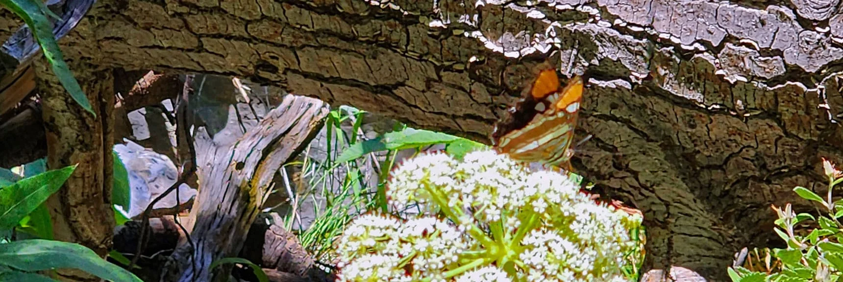 Rare Acastus Butterfly Found in the Spring Mountains and Nowhere Else on Earth! | Fletcher Canyon / Fletcher Peak / Cockscomb Ridge Circuit | Mt. Charleston Wilderness | Spring Mountains, Nevada