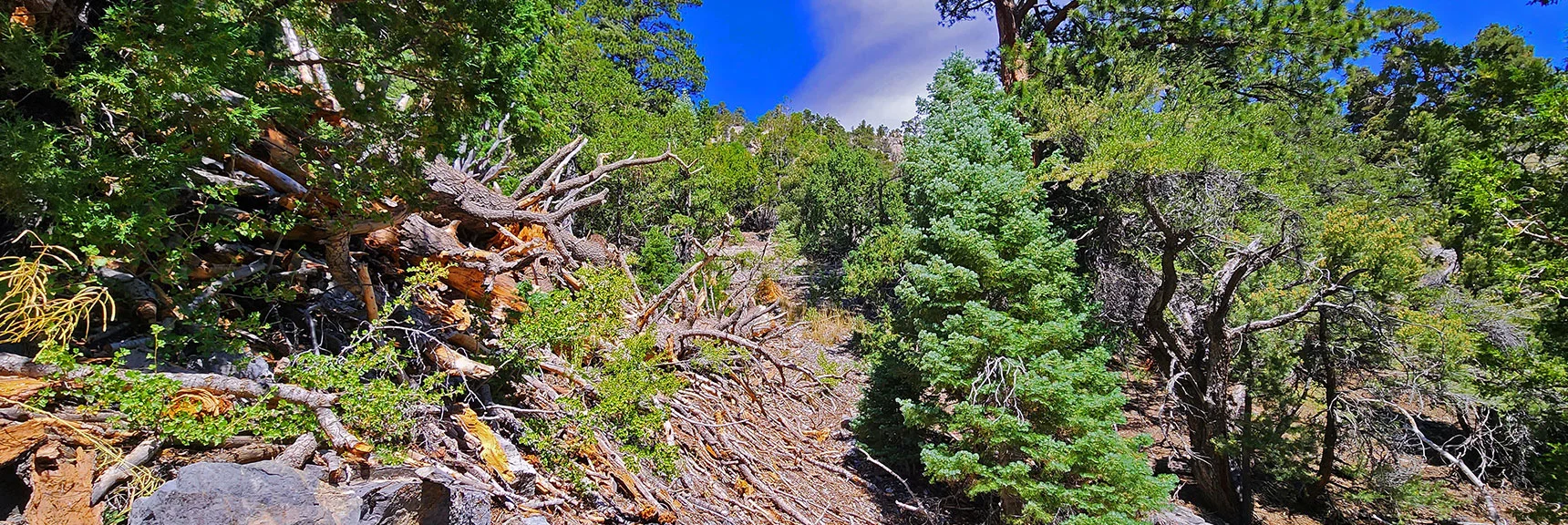 Steep Loose Rock Slopes But Good Foot Placements, No Exposure Necessary. | Fletcher Canyon / Fletcher Peak / Cockscomb Ridge Circuit | Mt. Charleston Wilderness | Spring Mountains, Nevada