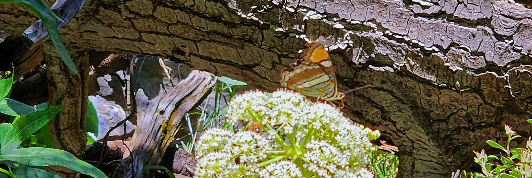 Rare Acastus Butterfly Found in the Spring Mountains and Nowhere Else on Earth! | Fletcher Canyon / Fletcher Peak / Cockscomb Ridge Circuit | Mt. Charleston Wilderness | Spring Mountains, Nevada