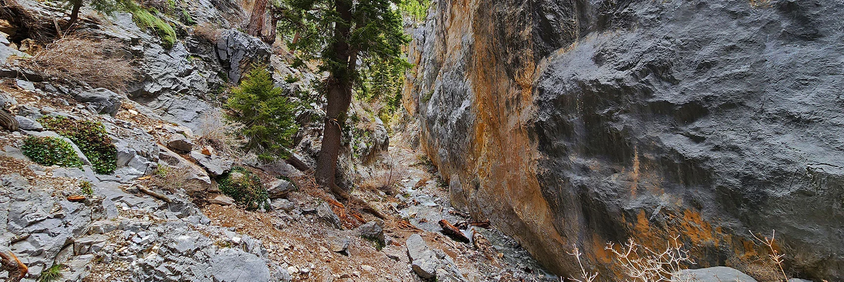 Down Canyon View from Turning Point | Fletcher Canyon Trail | Mt Charleston Wilderness | Spring Mountains, Nevada