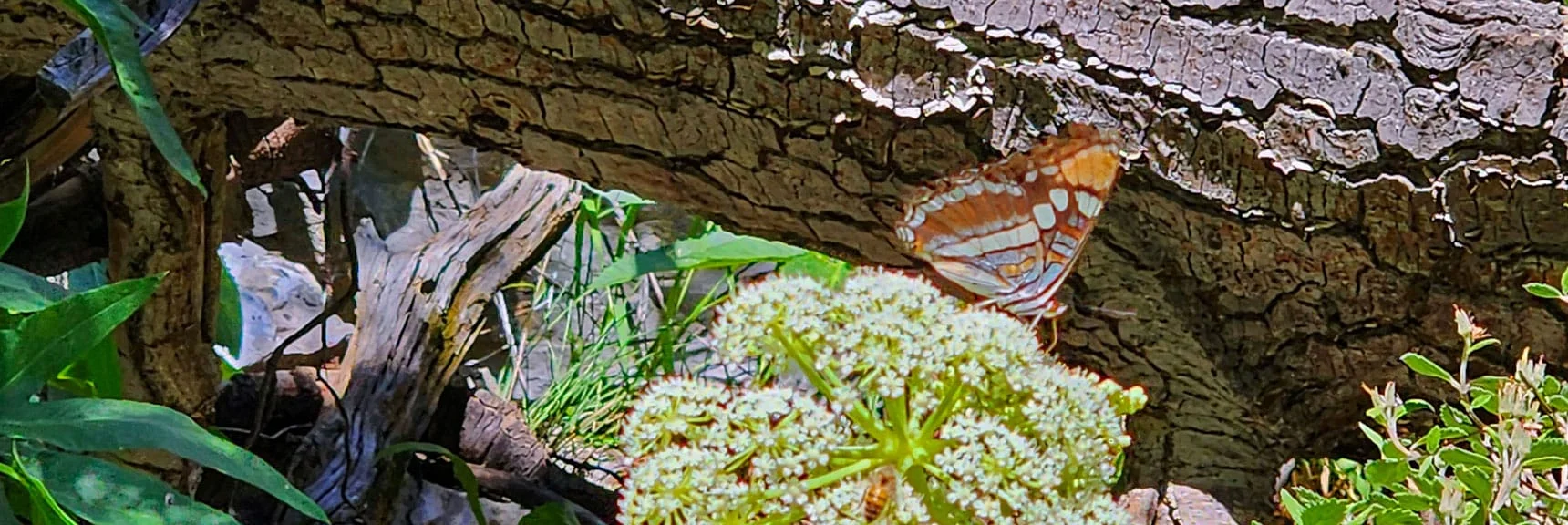 Rare Acastus Butterfly Found in the Spring Mountains and Nowhere Else on Earth! | Fletcher Canyon / Fletcher Peak / Cockscomb Ridge Circuit | Mt. Charleston Wilderness | Spring Mountains, Nevada