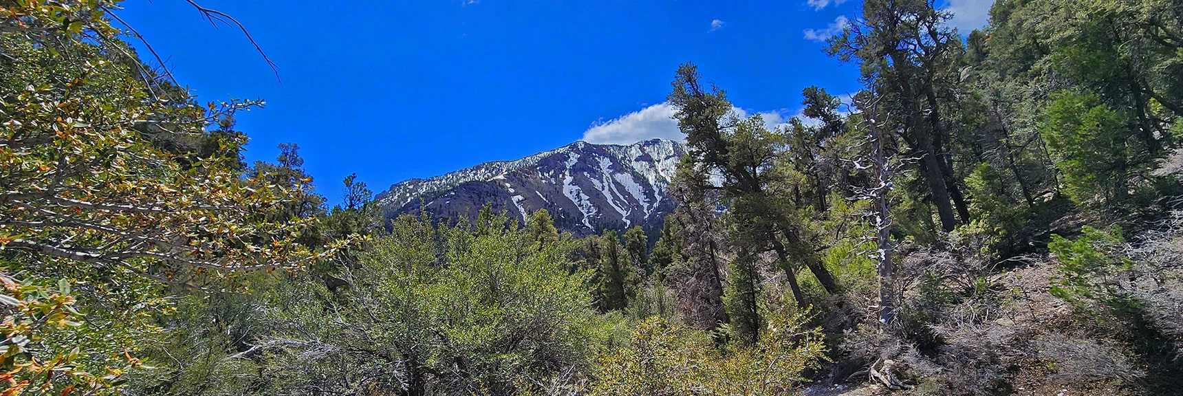 Watch Behind for Great Views of Harris Mountain | Fletcher Canyon Trail | Mt Charleston Wilderness | Spring Mountains, Nevada