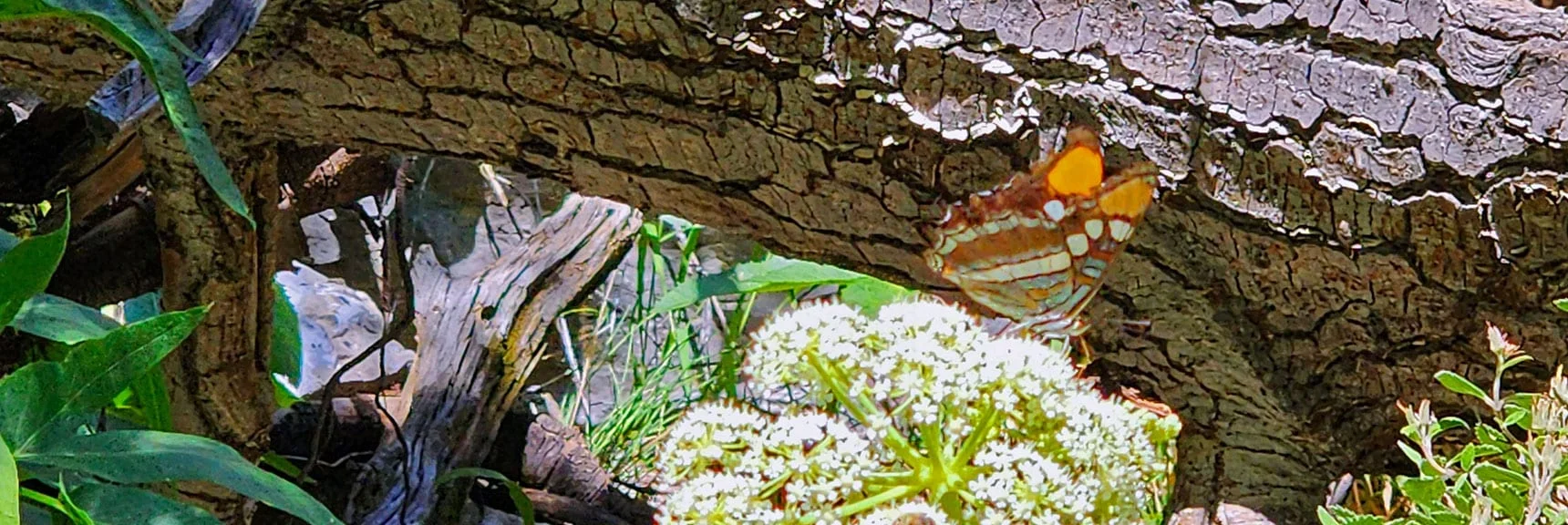 Rare Acastus Butterfly Found in the Spring Mountains and Nowhere Else on Earth! | Fletcher Canyon / Fletcher Peak / Cockscomb Ridge Circuit | Mt. Charleston Wilderness | Spring Mountains, Nevada