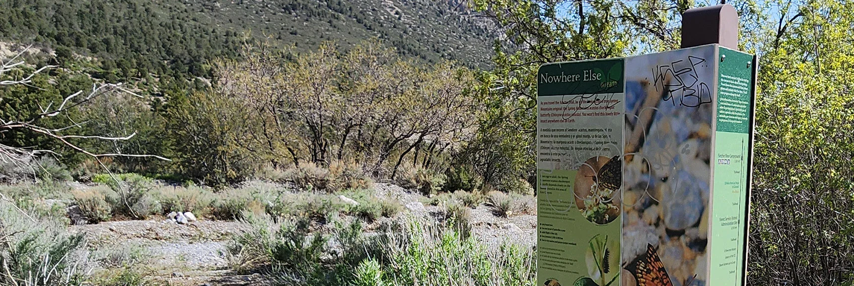 The Acastus Butterfly, Like Many Other Creatures on The Spring Mts. Desert Island Are Found Only Here | Acastus Trail | Mt Charleston Wilderness | Spring Mountains, Nevada