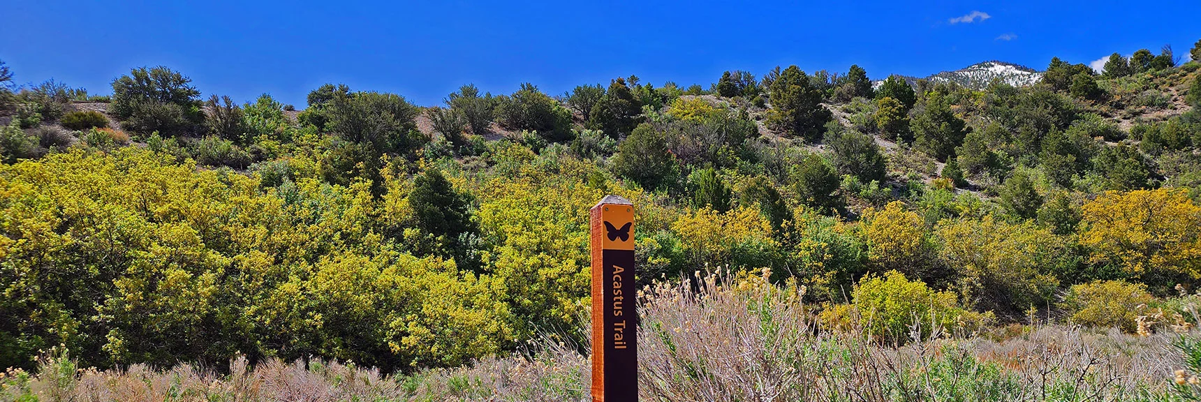 Acastus Trailhead Below The Spring Mountains Visitor Gateway | Acastus Trail | Mt Charleston Wilderness | Spring Mountains, Nevada