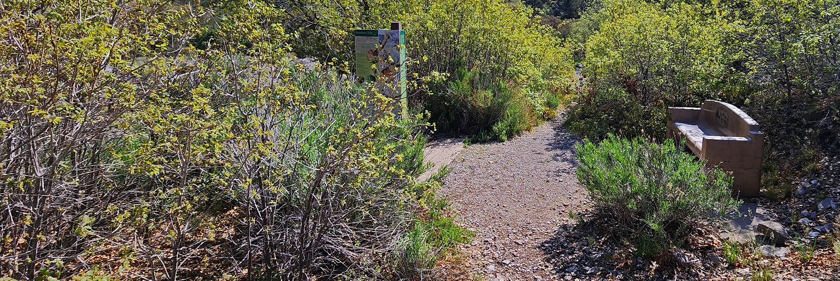Every Interpretive Display is Accompanied By a Bench for Rest and Reflection | Acastus Trail | Mt Charleston Wilderness | Spring Mountains, Nevada