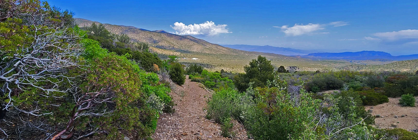 Looking Back While Circling Escarpment's Eastern Edge | Escarpment Trail | Mt Charleston Wilderness | Spring Mountains, Nevada