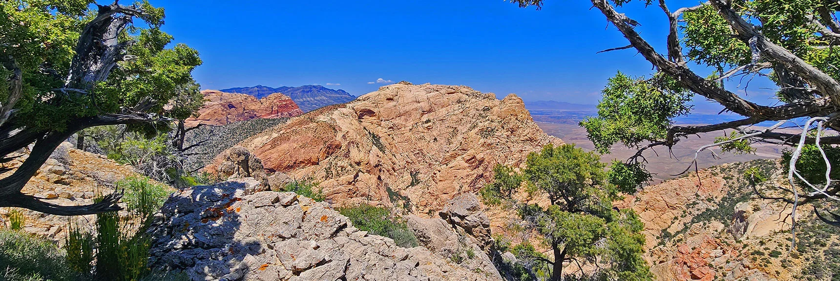 Mt. Wilson, Rainbow Mt., La Madre Mts. Framed by Pines on Indecision Peak High Point | Mt Wilson to Hidden Peak | Upper Crest Ridgeline | Rainbow Mountain Wilderness, Nevada